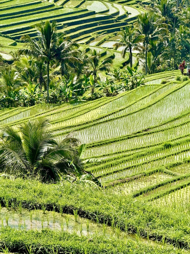 guida di viaggio per bali