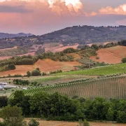 Fonzone